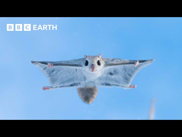 BBC Earth: Baby Flying Squirrel Takes Flight for the First Time