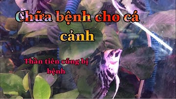 CHỮA CÁC BỆNH CHO CÁ CẢNH,CÁ THẦN TIÊN chuẩn garrden tv