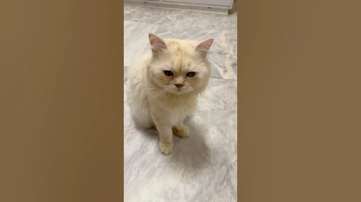 Video 10801301: persian cat cutecat, white persian cat, cute white persian cat