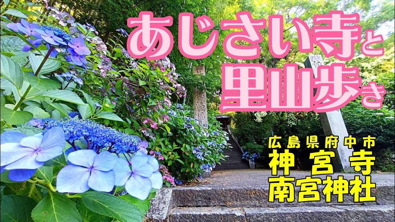 【あじさい寺】で有名な【神宮寺】（広島県/府中市）と裏山の【茶臼山】をゆるりと歩いて楽しんできました。2025年6月末　#あじさい寺　#あじさいまつり　#オオムラサキ