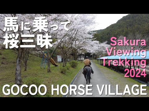 外乗：Gocoo Horse Villageさんで桜見さんぽ
