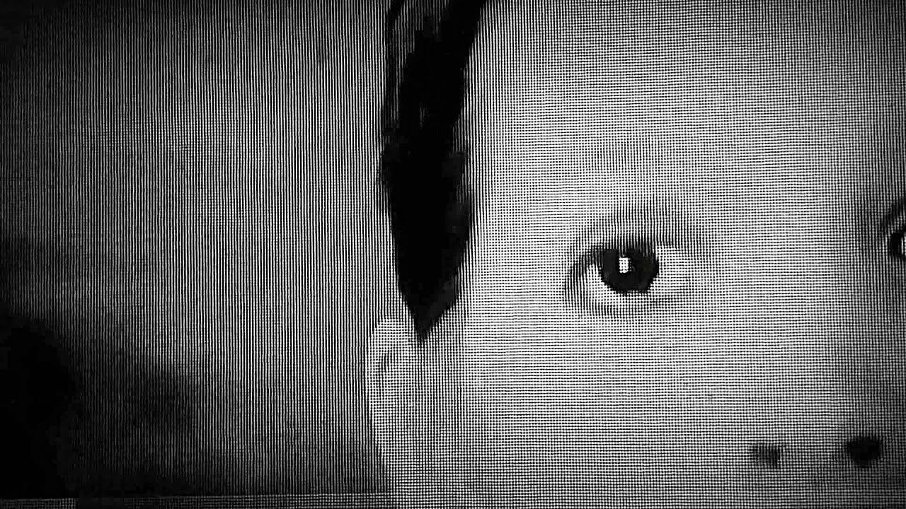 veterinarian dr emily thomas discussing dog rectums and feces YouTube