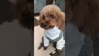 Cute Puppy Lovely Care