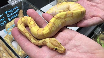 Royal Constrictor Designs at the NARBC Spring 2019 Show!