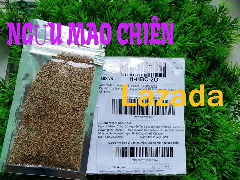 Video Hướng dẫn gieo hạt NGƯU MAO CHIÊN mua LAZADA như thế... - youtube