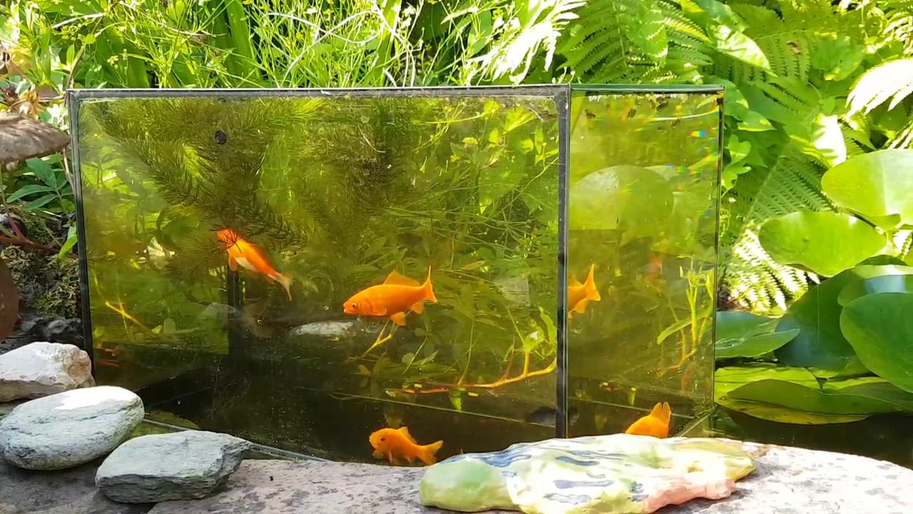 Inverted Aquarium in Backyard Pond! (Upside Down Fish Tank) 