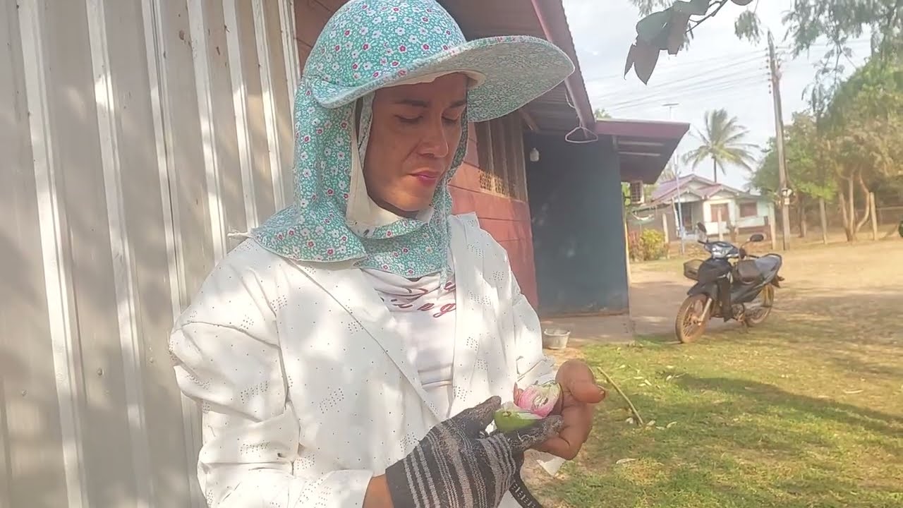 ลูกยางสุกเต็มเลยให้อัมราเก็บเอาไปกิน