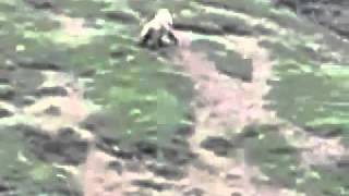 Den Eagle Vs Bear