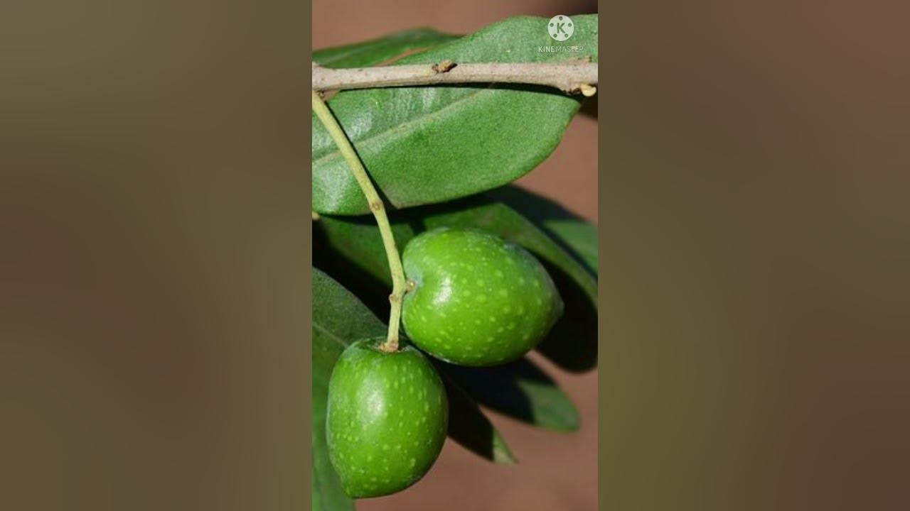 Benefits of Jolpai/ Jolpai er Upokarita/ Benefits of Olive short