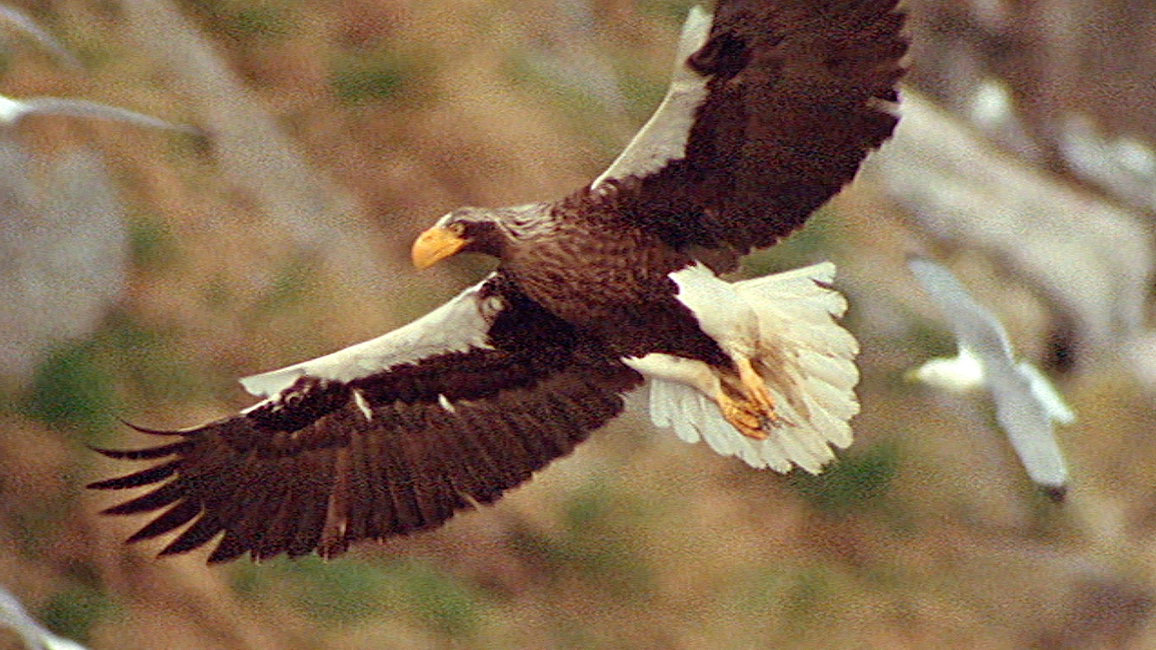 ⁣World's Largest Eagle Attacks Kittiwake Birds | Blue Planet | BBC Earth