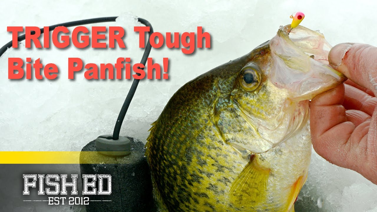 Confidence Ice Fishing Tactics for Pressured Panfish – Fish Ed 