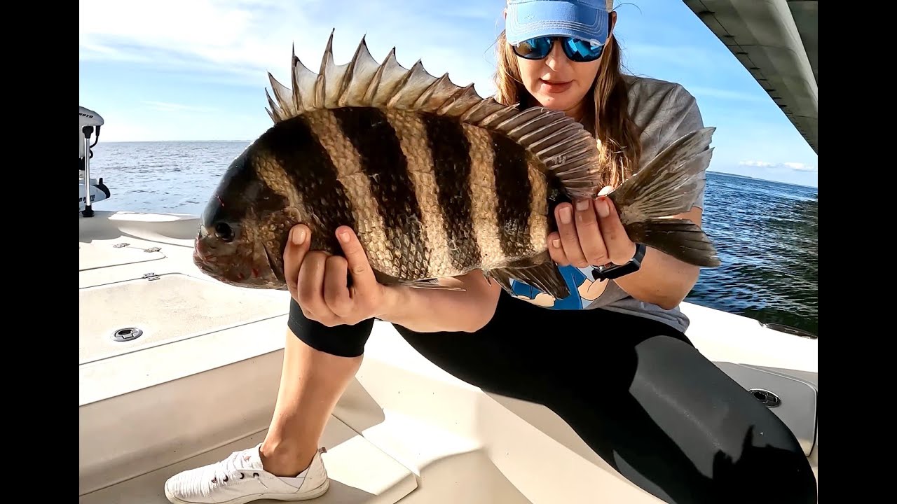 Best BAIT for SHEEPSHEAD fishing in Florida! YouTube
