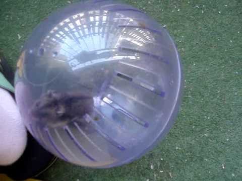 Bunny and Hamster ball 3 - YouTube