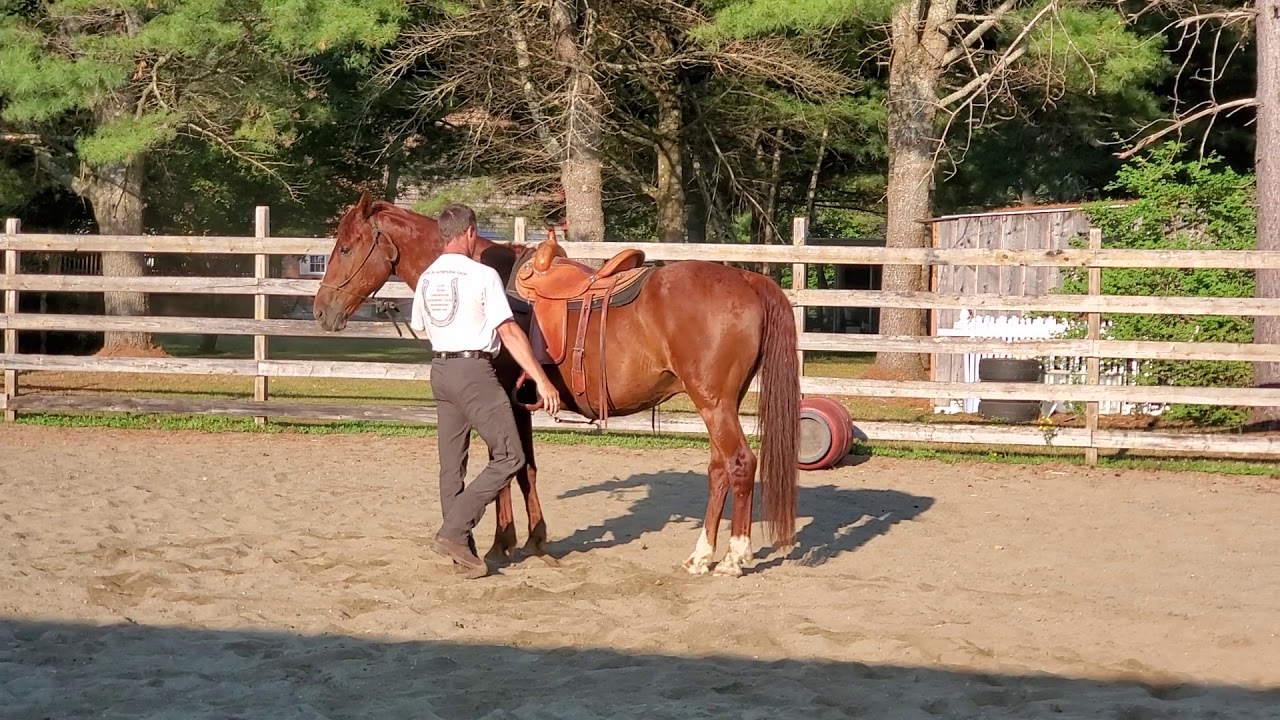 Evaluating the ridability of a rescue horse. (RED) - YouTube