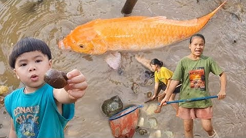 Lộc TiVi ĐI XÚC CÁ VÀNG, ỐC BƯƠU, CÁC SINH VẬT DƯỚI NƯỚC