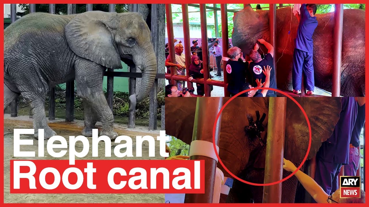 Pakistan's Madhubala elephant gets relief after years of dental pain