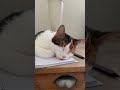 Работа идет #отдых #работа #приколы #кошка #юмор #humor #cats #relaxing