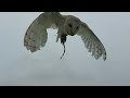 Barn owl hovering in slow motion