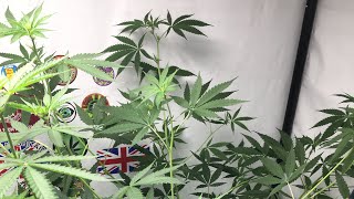 Spider Farmer SF1000 Grow 🌱 Day 4 Of Flower In My 4 x 5 Bud Box Pro 💪🏻 And Found A Male 🤔