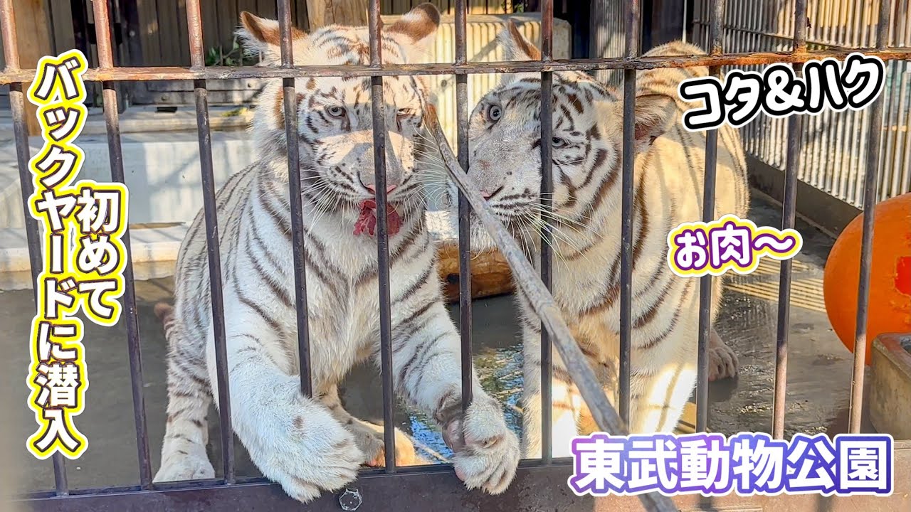 バックヤードに行ったら熱烈な歓迎をしてくれたコタくんとハクくん　9月6日 東武動物公園　ホワイトタイガー赤ちゃん