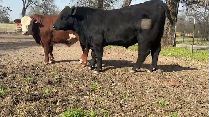 The Cattle Range Listing #503D923