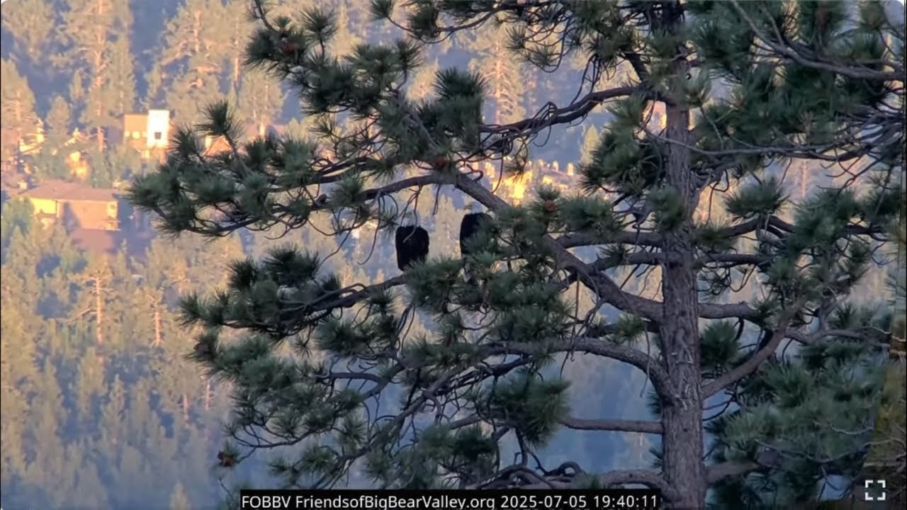 Shadow and Jackie return after the fireworks 05.07.2025 @FOBBVCAM