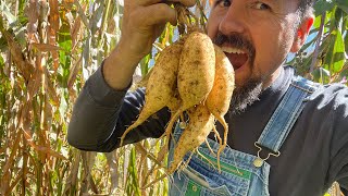 Download Lagu TRYING OUR BEST AT DIGGING \u0026 CURING ROOTS// Gardening Wisdom Shared MP3 Download Lagu TRYING OUR BEST AT DIGGING \u0026 CURING ROOTS// Gardening Wisdom Shared MP3