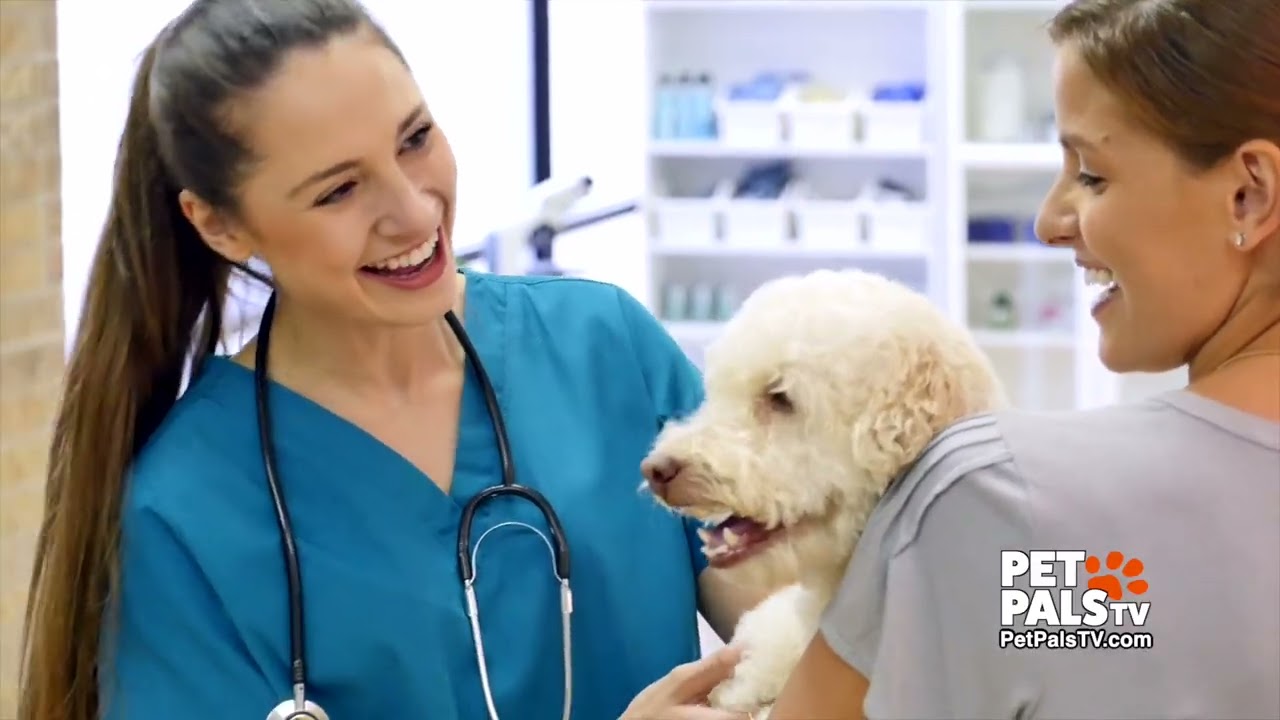 Pet Pals TV – 27 декабря 2025 г.