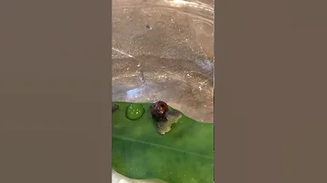 Божья коровка зимой кушает банан и пьёт водичку