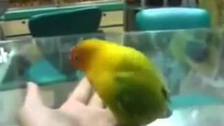 Aoi Sola's student: xxx parrot : XXX 