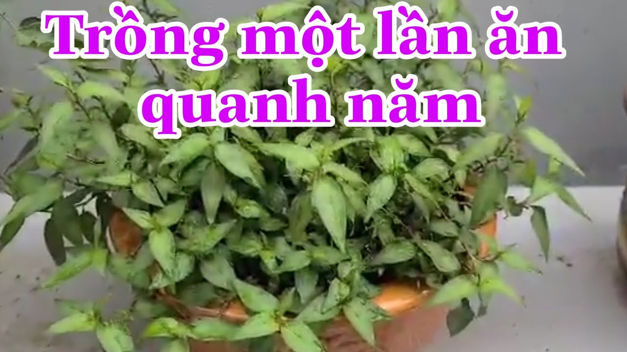 Cây rau răm cách trồng và chăm sóc | cây trồng chậu | Thu vien cay xanh ...