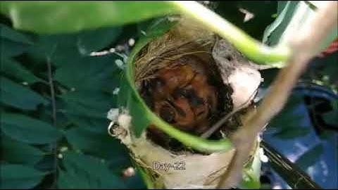 Birds Nests | Nature Documentary | Amazing Animal Homes (Earth Documentaries)