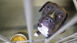 acs A683213