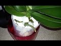 Эксперимент ПЕНОПЛАСТ #3. Орхидея фаленопсис №15. Обзор на 23.02.2017