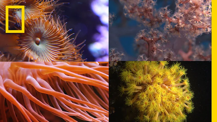 Coral Reefs 101 | National Geographic - DayDayNews
