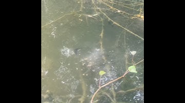 Mồi săn lóc bông hiệu quả #huonglure