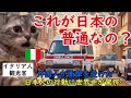 【猫ミーム】「日本人はここまでやるのか…」日本人の行動に世界中が衝撃！海外の反応にも驚愕!!