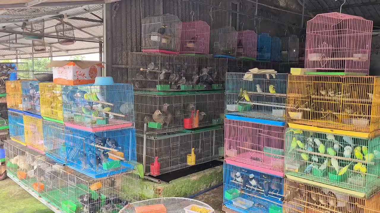 THẢ HƠN 1000 CON CHIM PHÓNG SANH CẦU BÌNH AN CHO CHỊ TỐNG QUỲNH Ở MỸ • Nhịp Cầu Yêu Thương