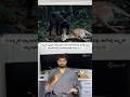 Why Is the Black Panther Black? 🖤🐆 | Amazing Black Panther #shorts #wildlife #nature