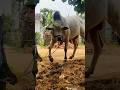 #shorts coming soon #basava #youtubeshorts #shortsfeed #youtube #ongolebulls #andhrapradesh