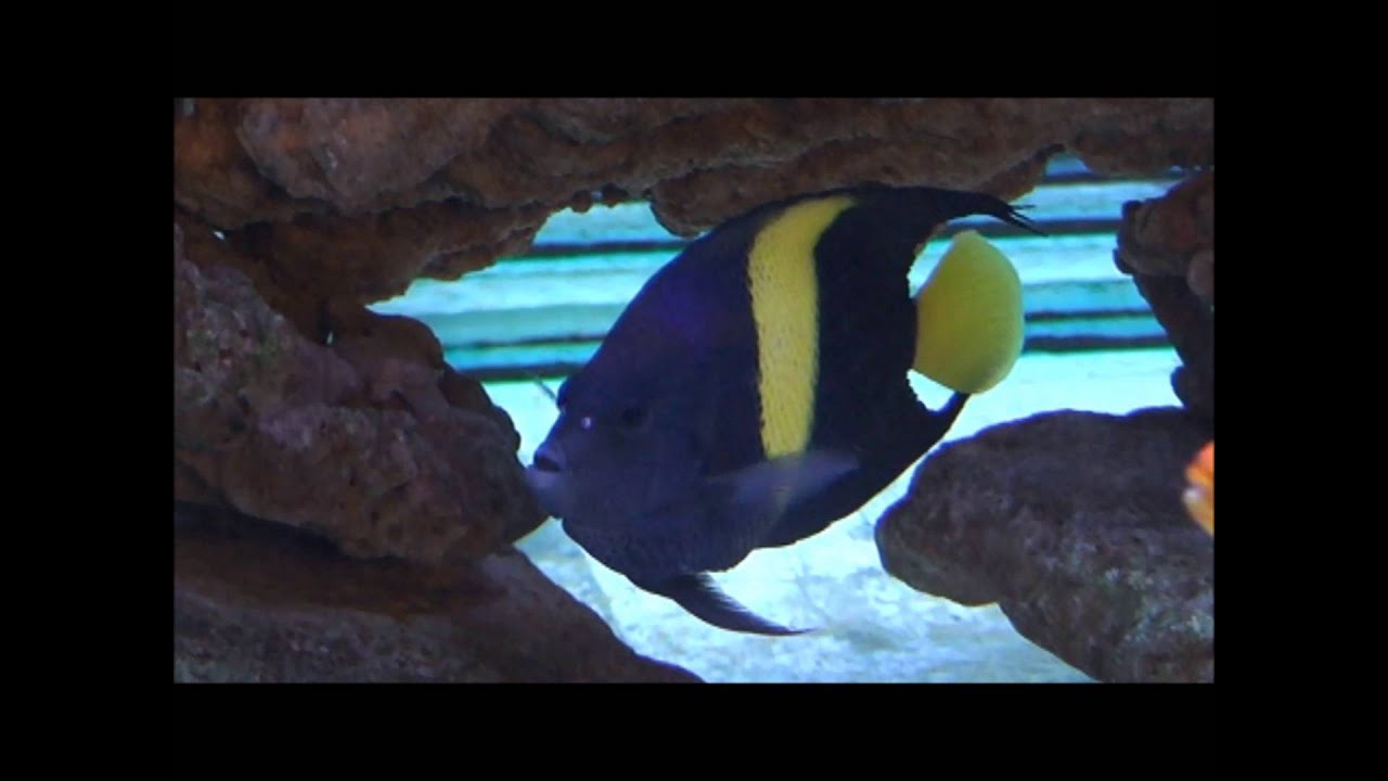 camera iphone 8 plus apk 80阿拉伯神仙(阿拉伯 香港)Pomacanthus asfur(Arabian angelfish)20130502