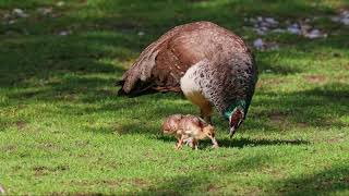 Baby Peacocks (Peachicks): What Do They Look Like?