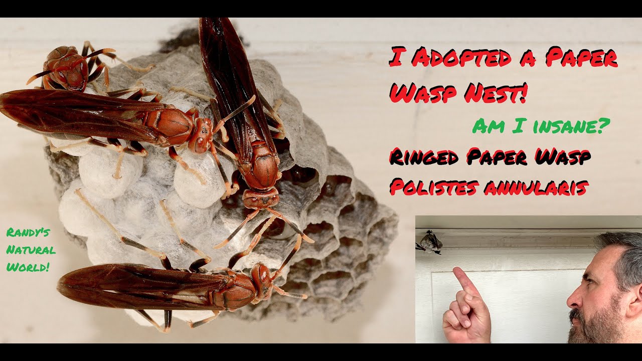 Polistes annularis: I Adopted a Paper Wasp Nest!