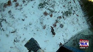Vermont Moose Herd Study Enters Year Three