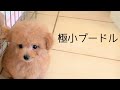マイクロティーカッププードルってどんな犬？　飼い方と注意点　【極小プードル】【ナノプードル】【トイプードル】【多頭飼い】