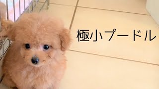 マイクロティーカッププードルってどんな犬 飼い方と注意点 極小プードル ナノプードル トイプードル 多頭飼い Youtube