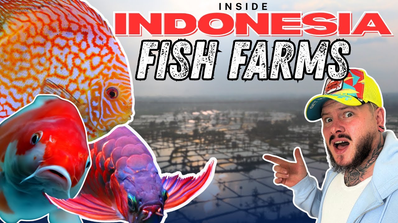 Внутри Индонезии БЕЗУМНЫЕ рыбные фермы — разведение арованы, дискусов и кои | Океан в наш аквариу...