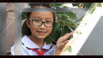 TRƯỜNG TIỂU HỌC LÊ ANH XUÂN - Q7 - TPHCM - LỚP 4.2 - NĂM HỌC 2016 - 2017