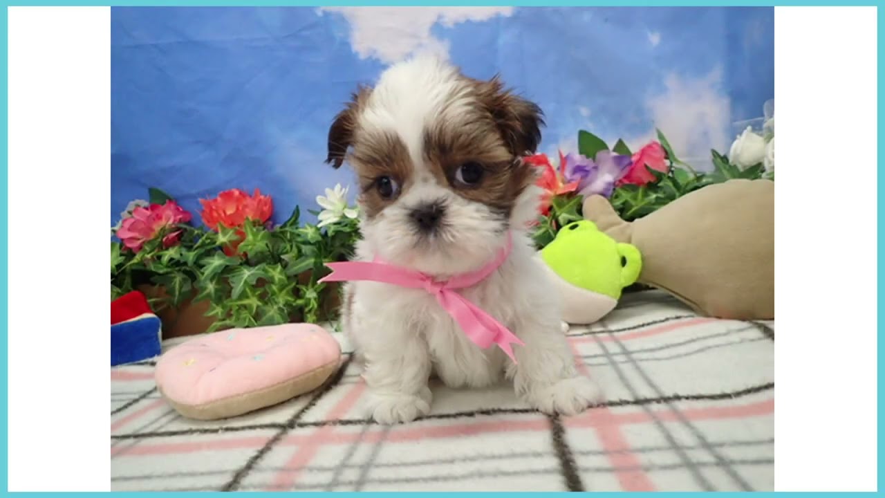 シーズーの子犬（メス♀） 岩槻店｜ペットショップCoo＆RIKU