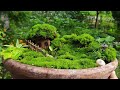 Miniature moss garden  free of cost miniature garden   fairy  garden